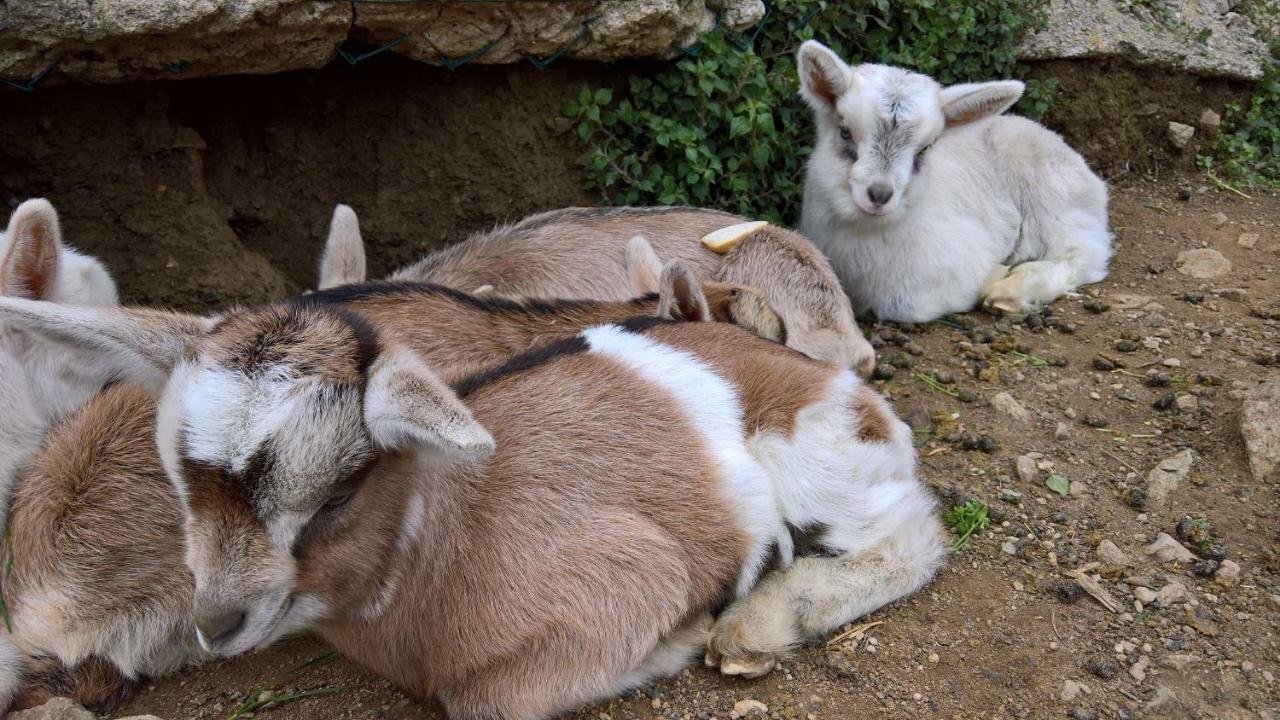 メーレ Agriturismo Grillaヴィラ エクステリア 写真
